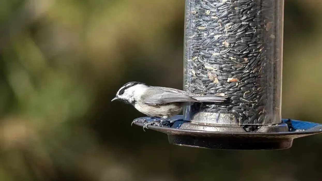 Mountain chickadee facts are fun for kids and adults alike.