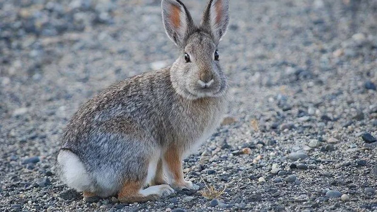 Mountain cottontail about a rabbit species.