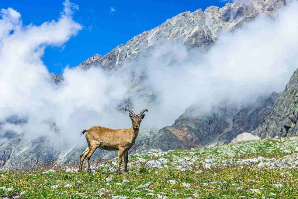 Mountain goat in mountains.