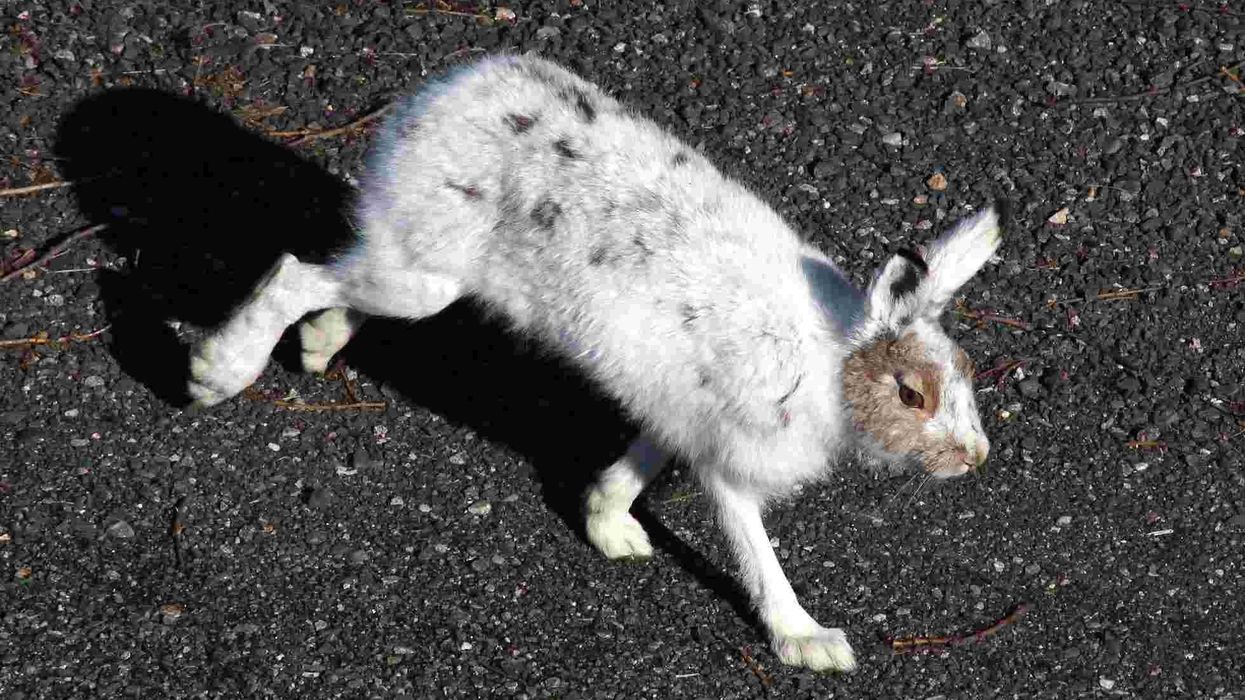 Mountain hare facts are adorable and fun to learn about