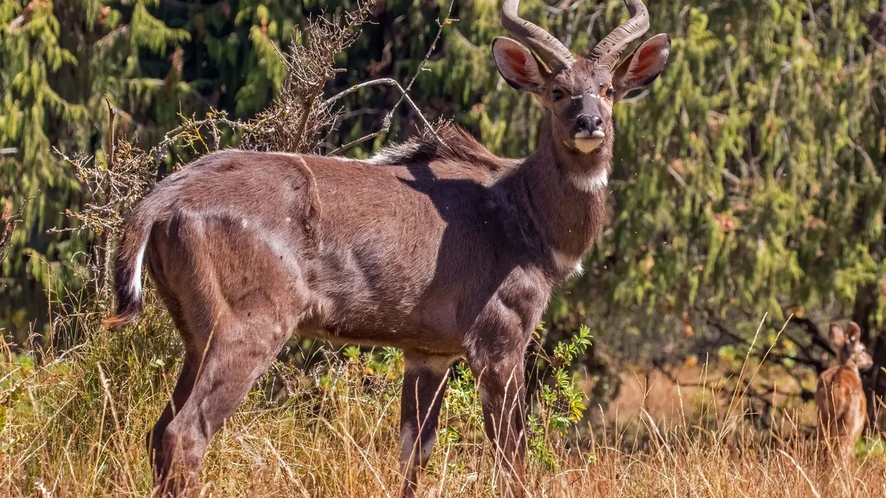 Mountain nyala facts are about an animal endemic to Ethiopia in Africa.