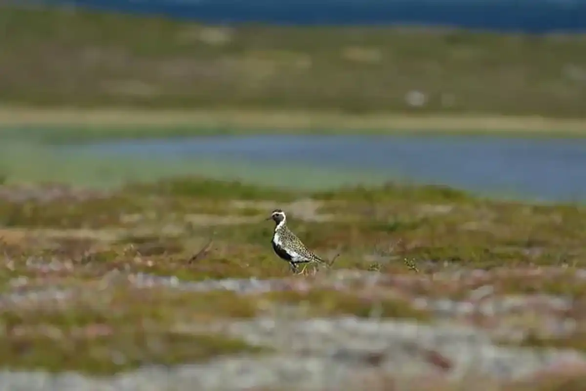 Mountain Plover facts are interesting to read.