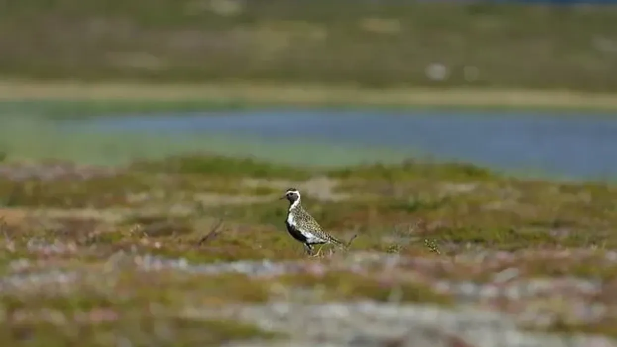 Mountain Plover facts are interesting to read.