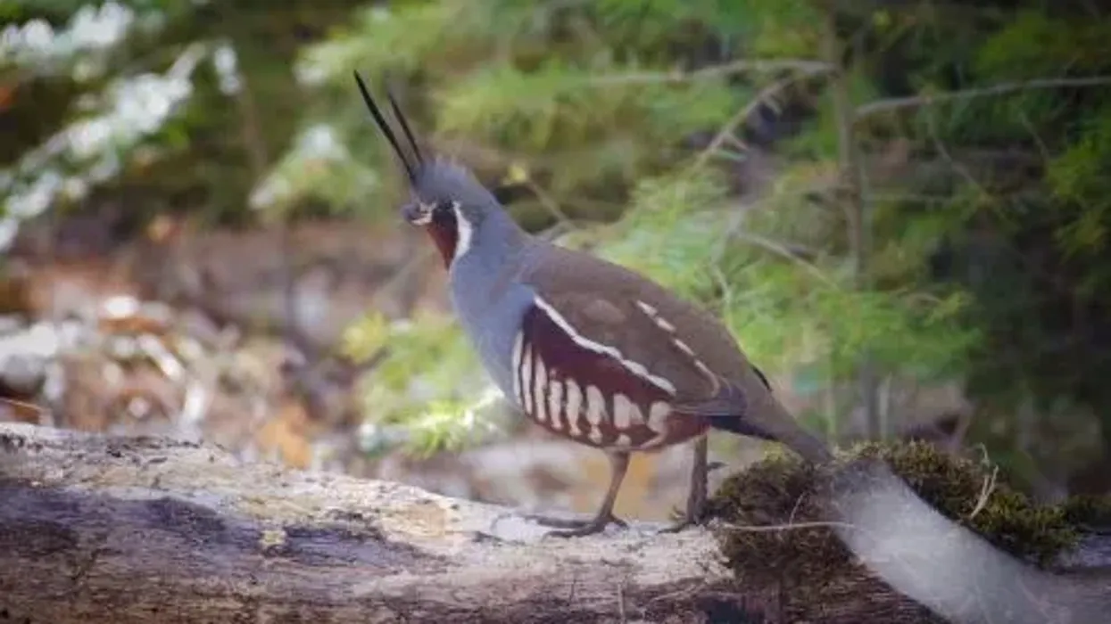 Mountain Quail facts are fun to learn about.