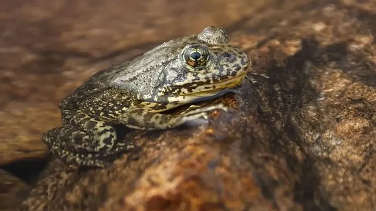Mountain yellow-legged frog facts are educational.