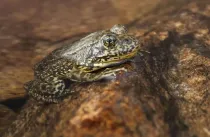 Mountain yellow-legged frog facts are educational.
