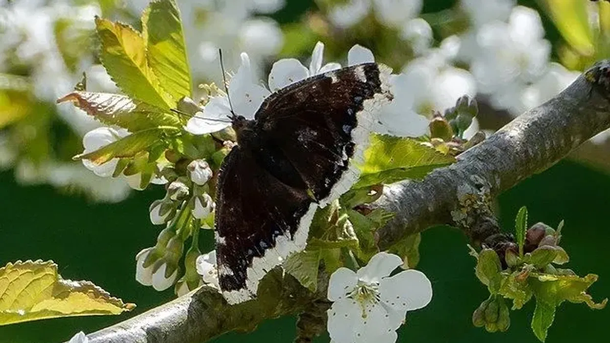 Mourning cloak butterfly facts are interesting.