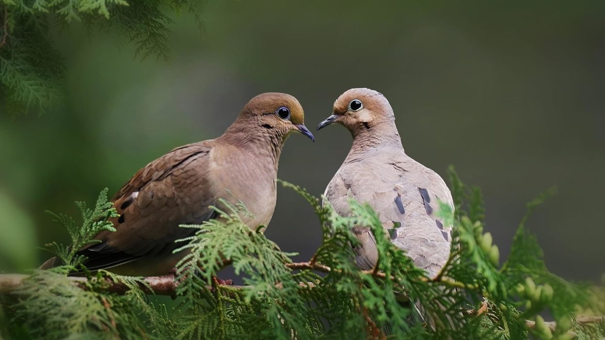 Mourning dove facts like they have gray-brown flight feathers with black spots are interesting.