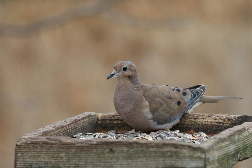 Mourning Dove sitting on bird feeding station.