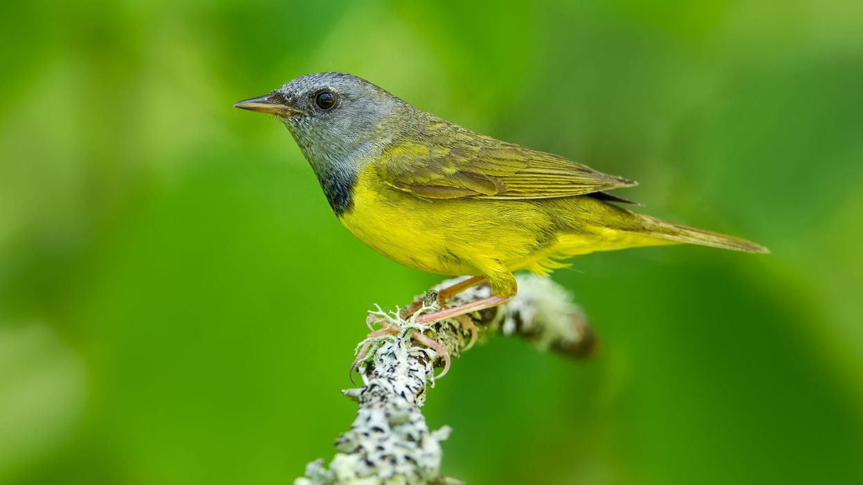 (Mourning warbler facts talk about the nest and the breeding of this bird.)