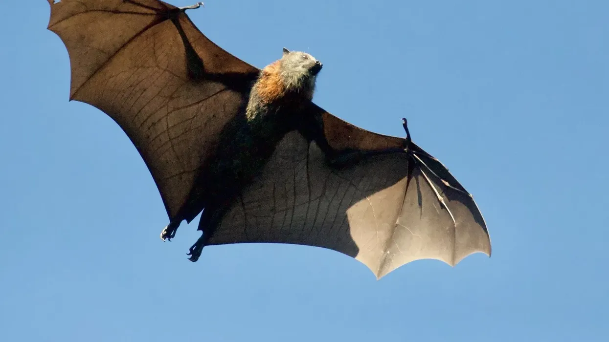 Mouse-tailed bat facts you have never heard.