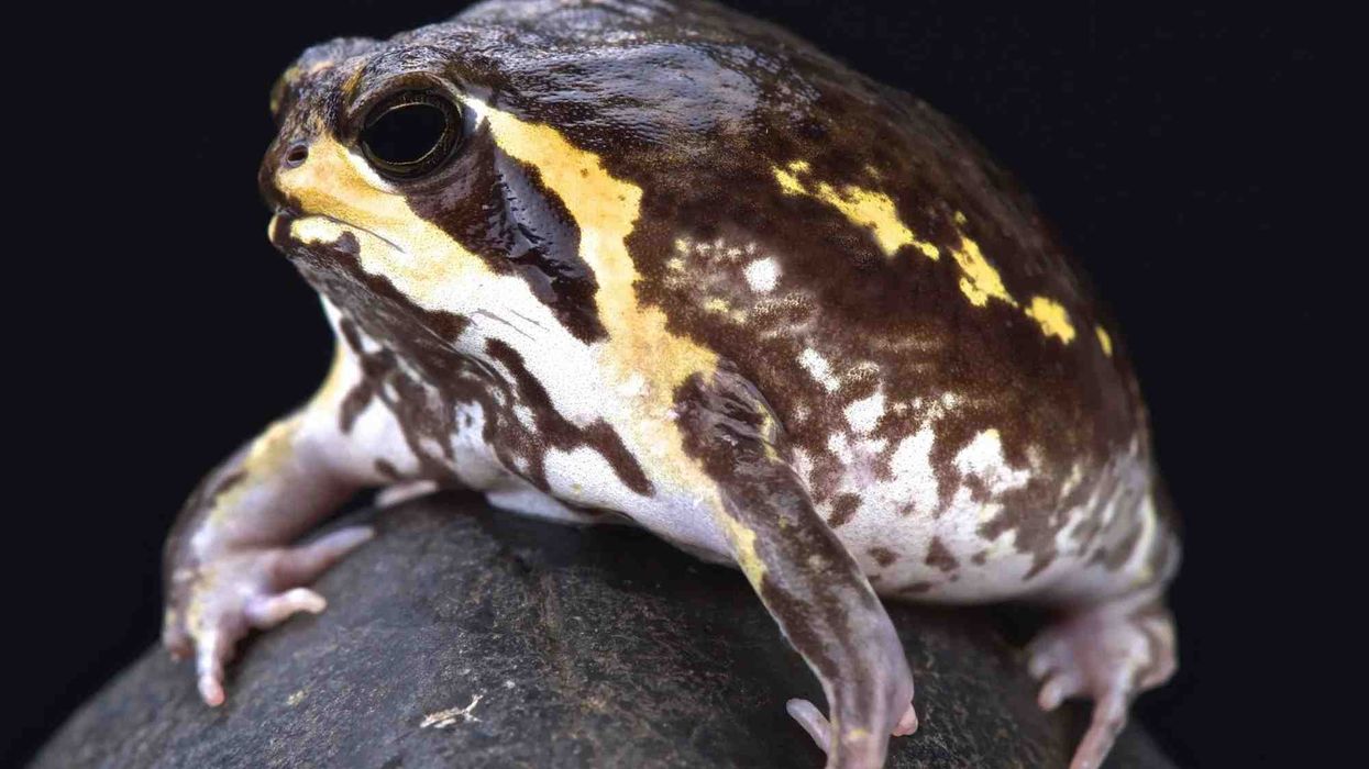 Mozambique rain frog facts for kids are educational!