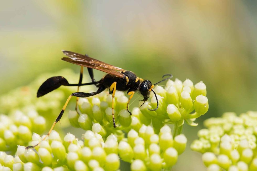 Mud Dauber Wasp