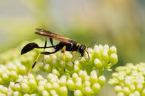 Mud Dauber Wasp