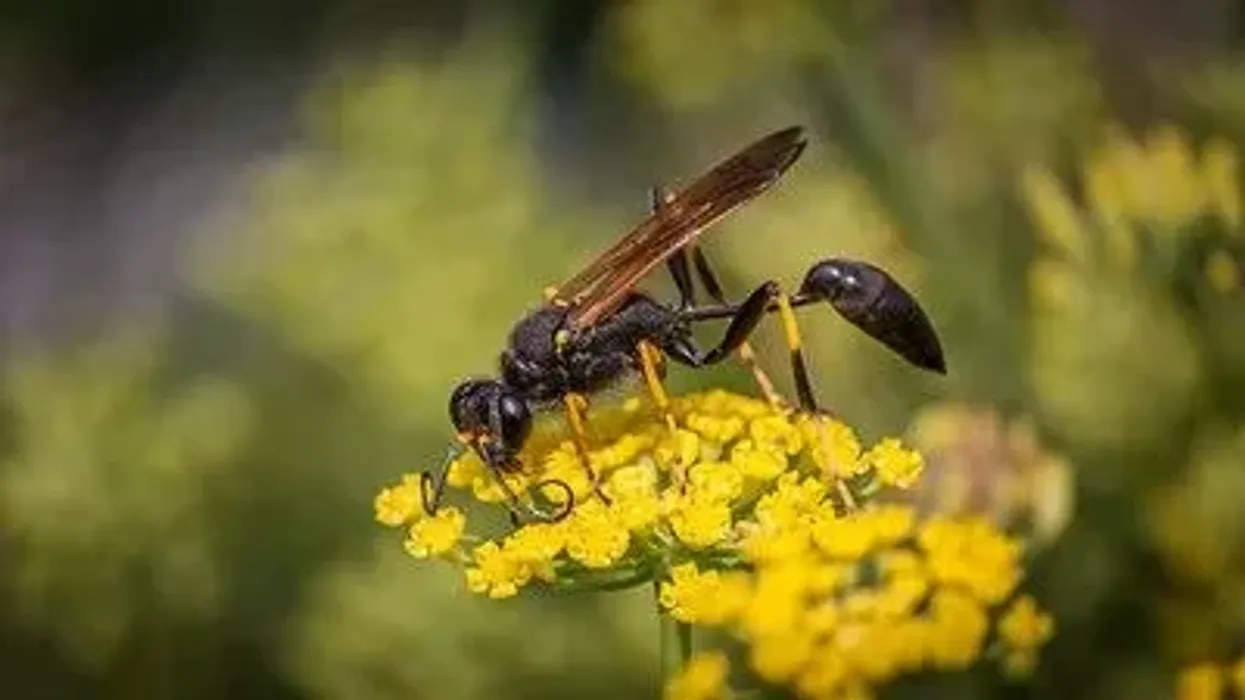 Mud daubers are known for building mud nests.