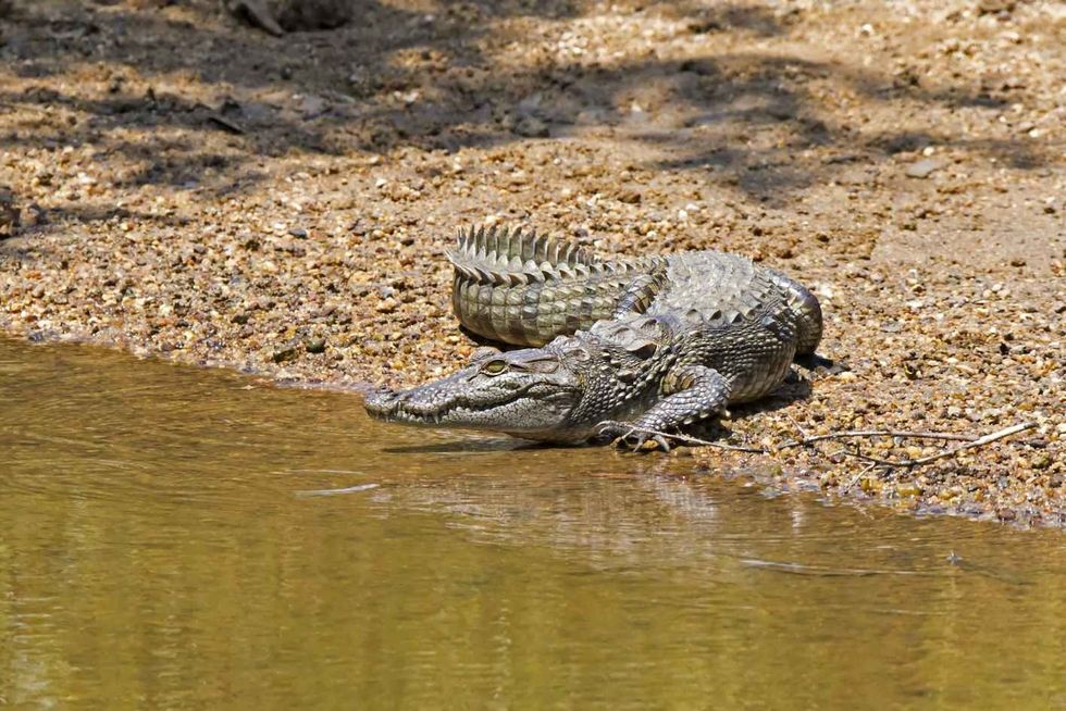 Mugger known as Marsh Crocodile near water.