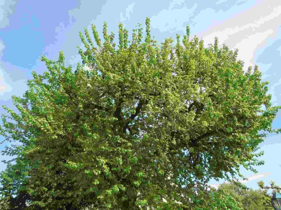 mulberry tree do not bear fruits