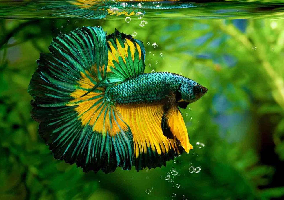 Multi color Siamese fighting fish.