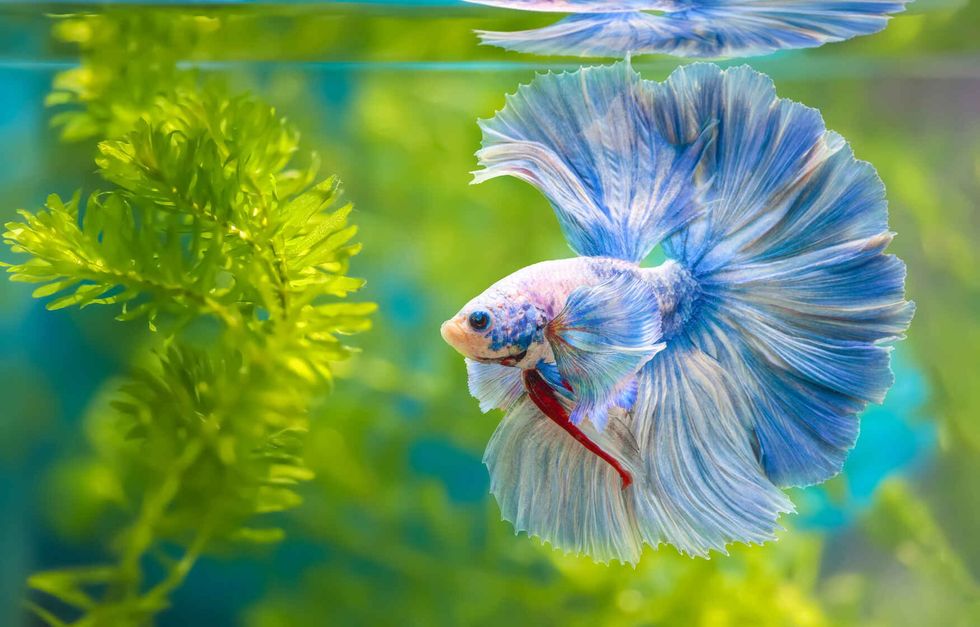 Multi color Siamese fighting fish.