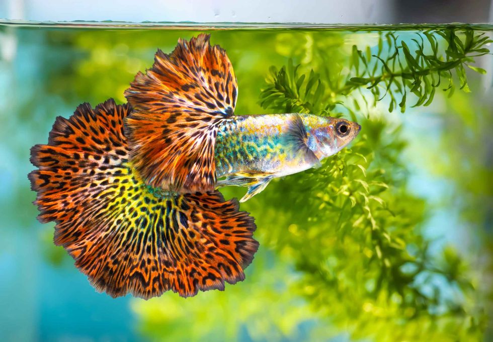 Multi colored platinum guppy fish