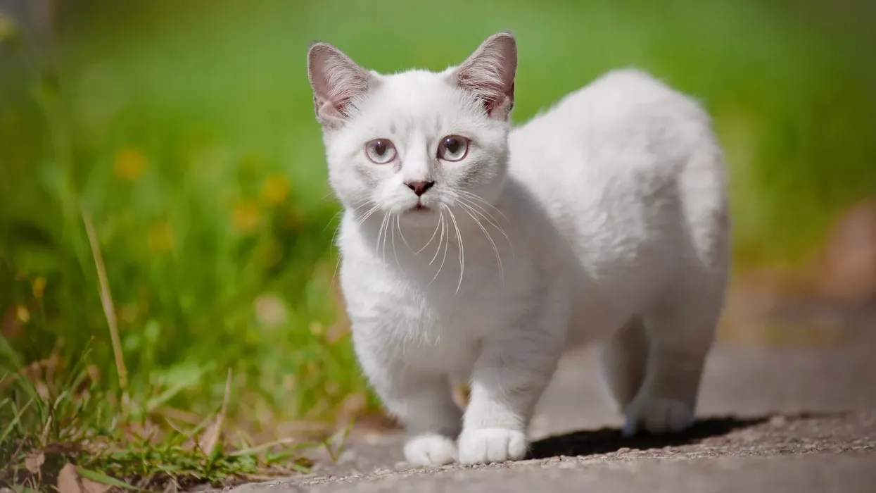 Munchkin cat facts, such as their short legs are because of a genetic mutation, are interesting.