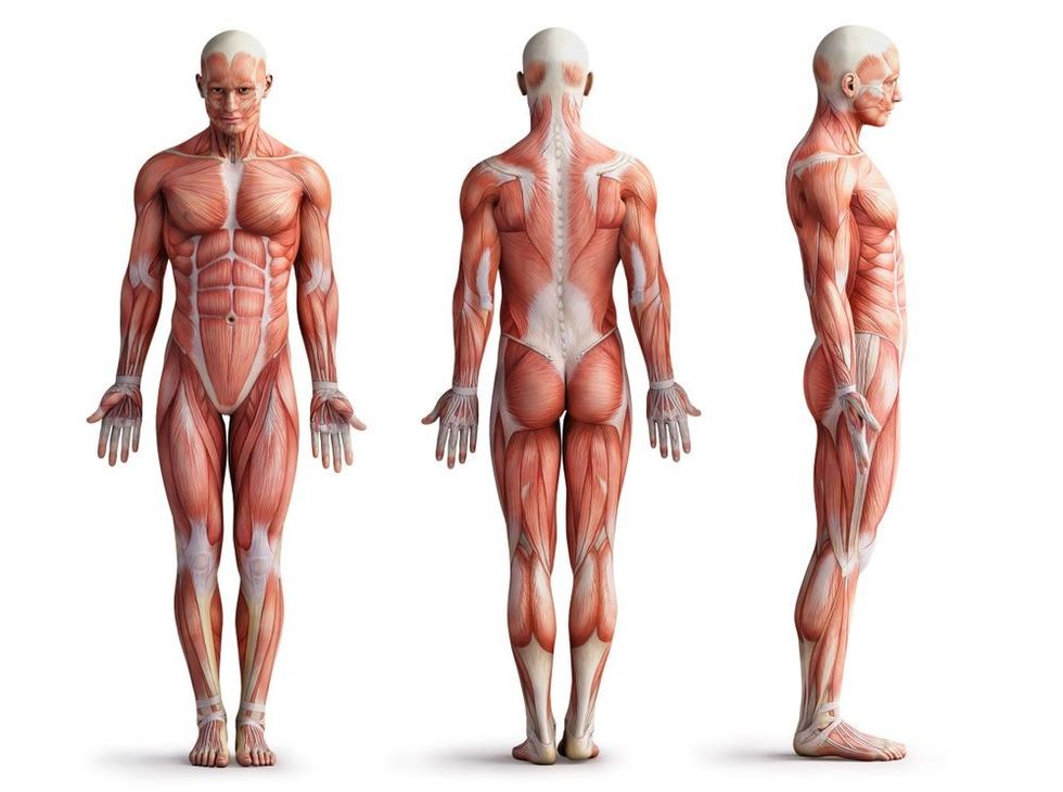 Muscles in human body