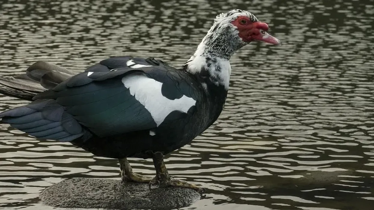Muscovy Duck Facts, Ducks that don't quack.
