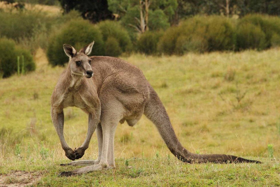 Muscular male kangaroo.