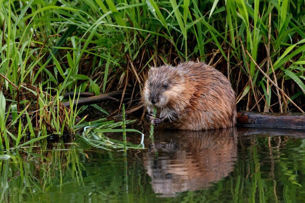 Muskrat eating grass on the river.