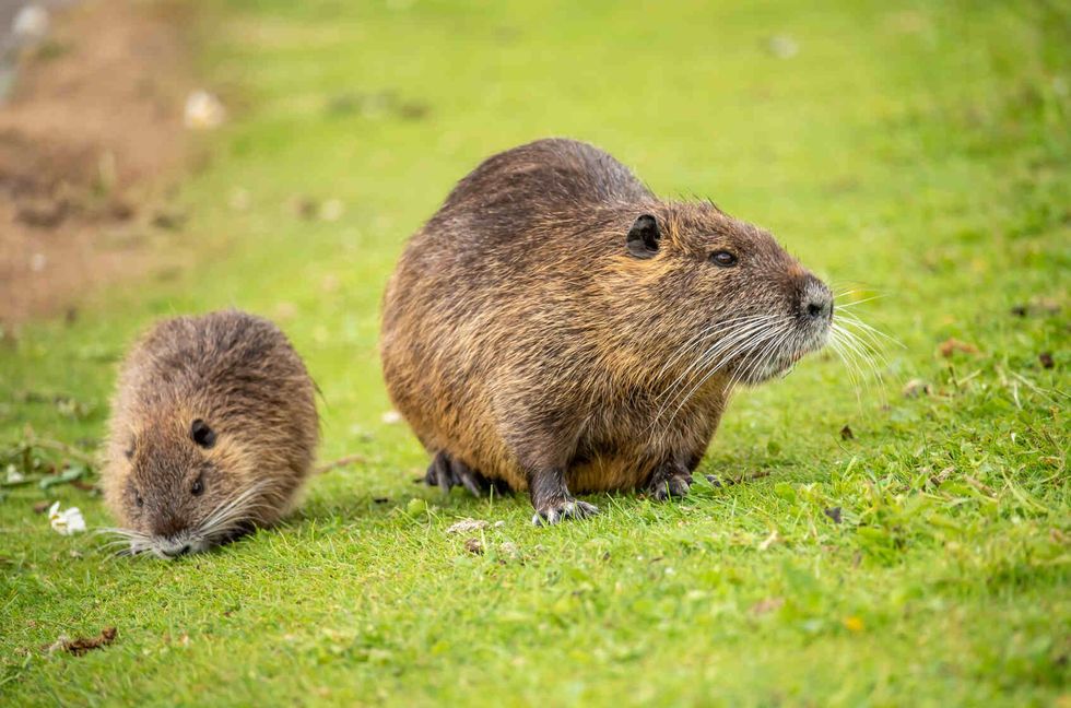 Muskrat with young one in the Rhine valley in Bonn.