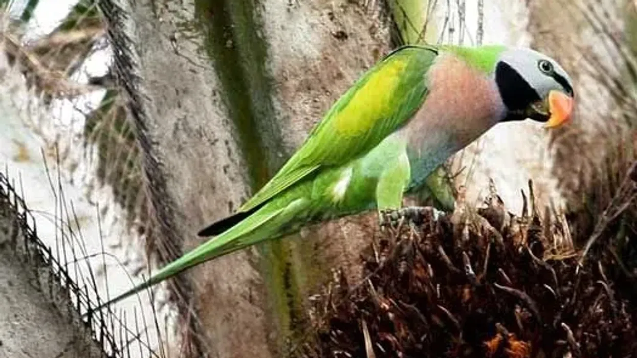 Mustache parakeet facts-a colorful companion to brighten up your day