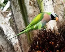 Mustache parakeet facts-a colorful companion to brighten up your day