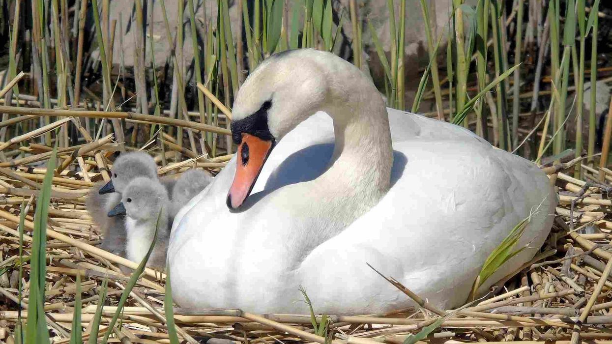 Mute swan facts are interesting to read.