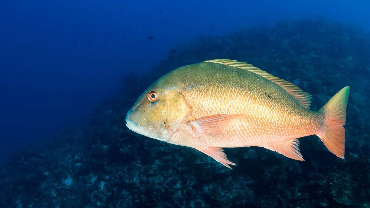 Mutton snapper facts to discover more about marine life.