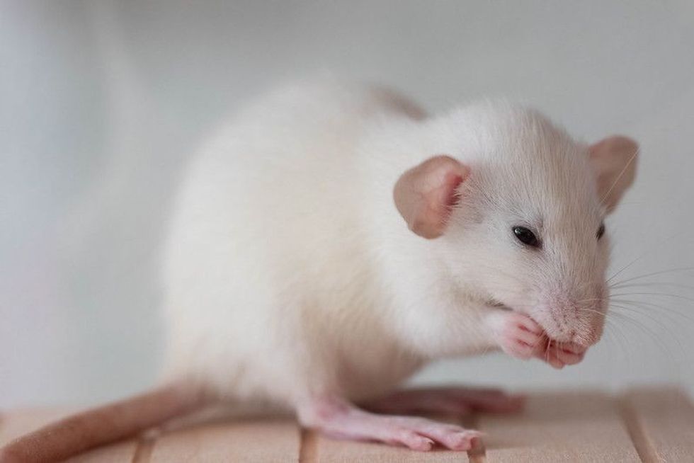 Why Do Mice Squeak? What Are They Trying To Say? | Kidadl