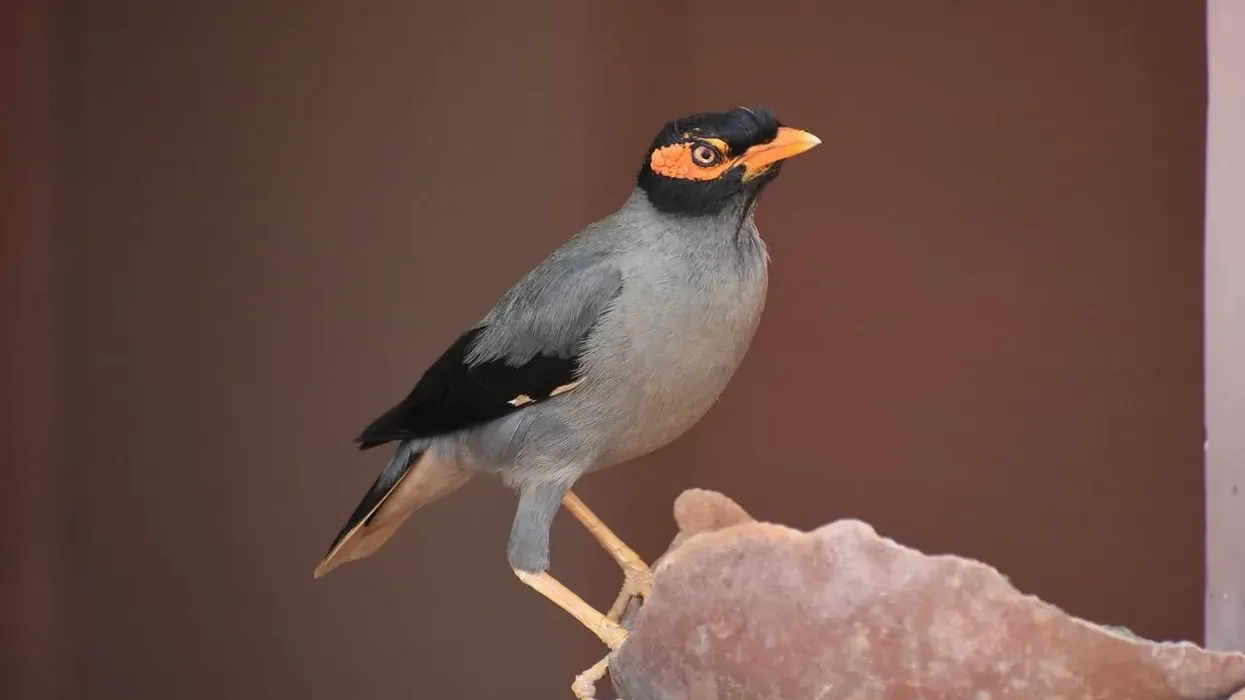 Myna facts like it is one of the most common species in southern Asia are interesting.