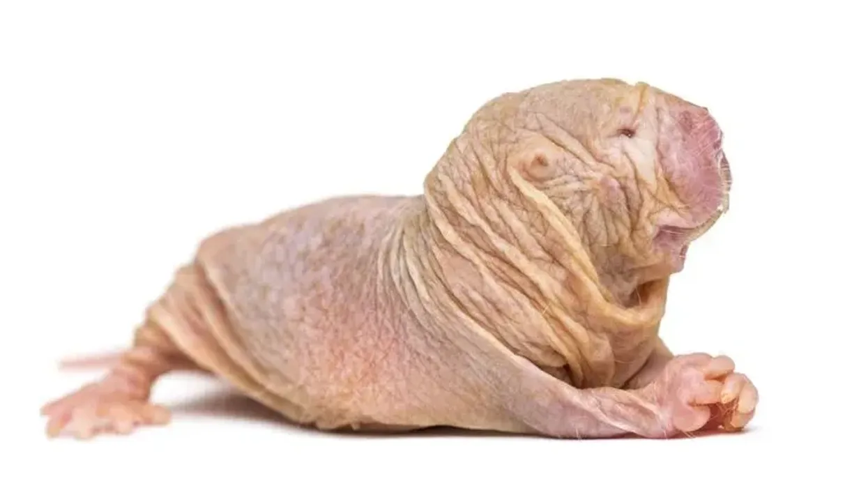 Naked mole-rat facts like each naked mole rat colony typically has 75-80 individuals are very interesting.
