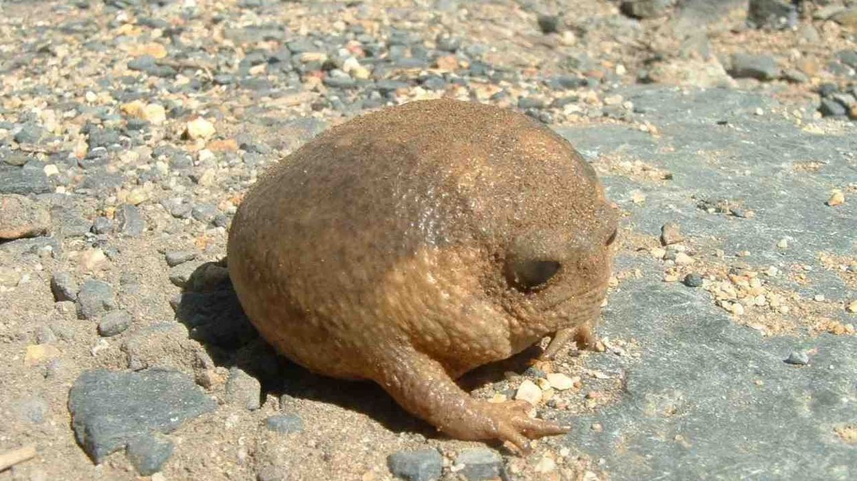Namaqua rain frog facts are all about their habitat, order, family, genus, species, and identification.