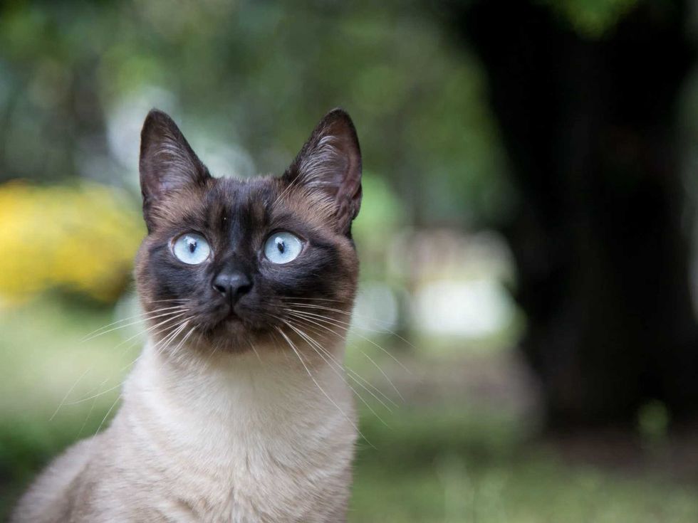  name that provides a little mystery to your kitty