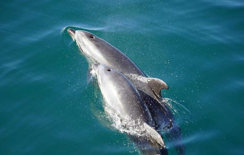names for baby whales that are cool