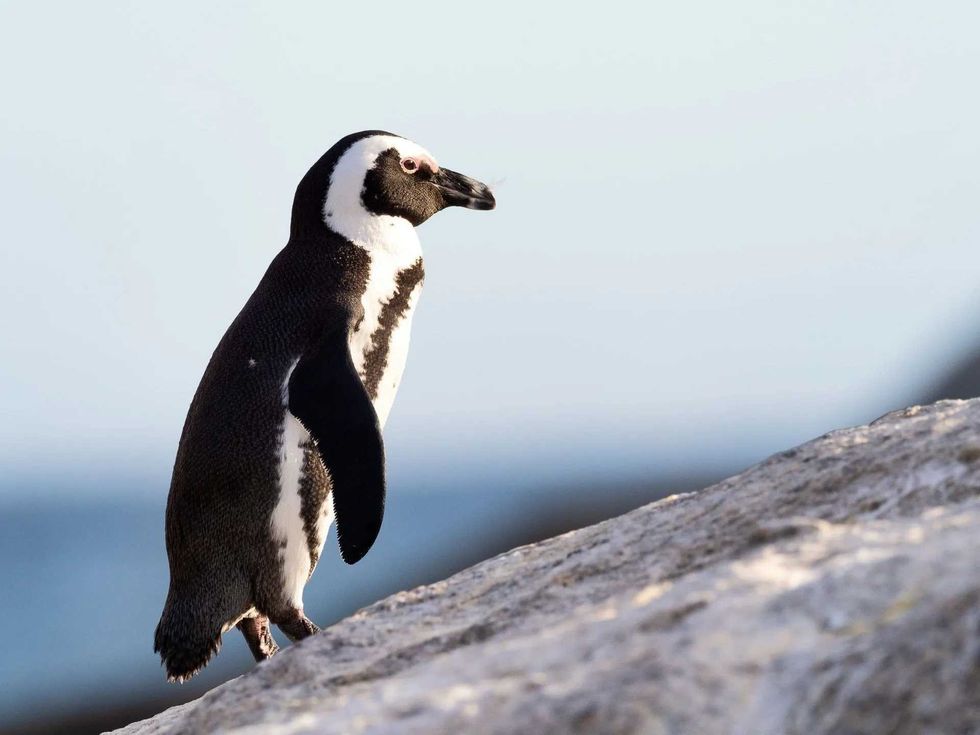 names for  different kinds of penguins