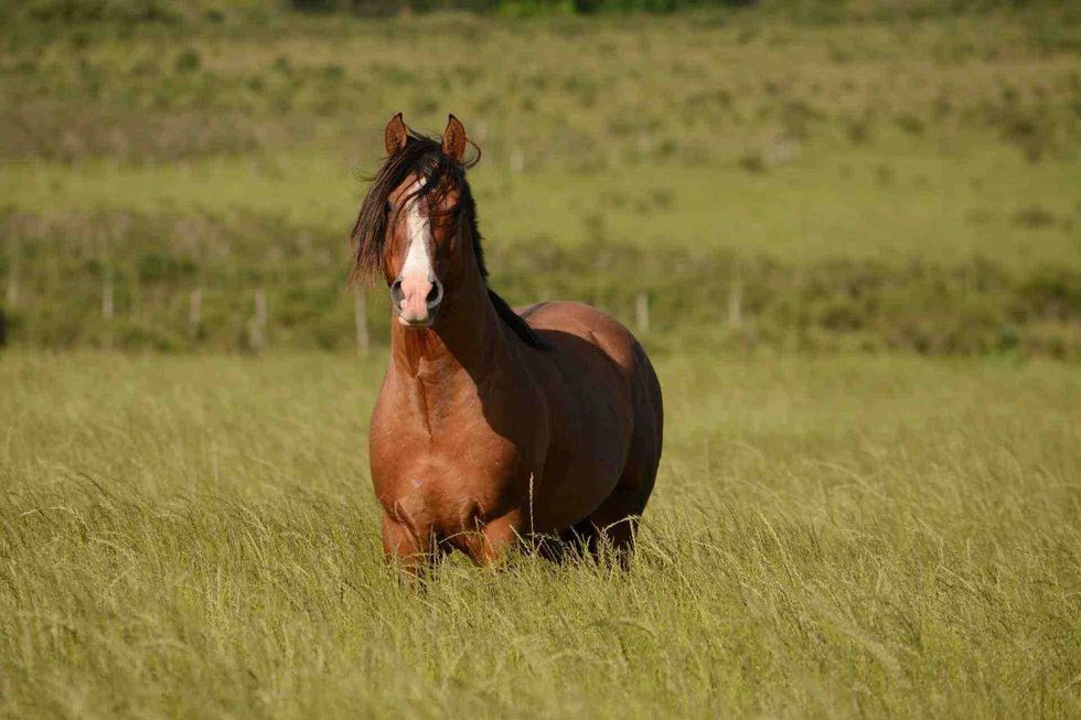 names for female horse that are amazing