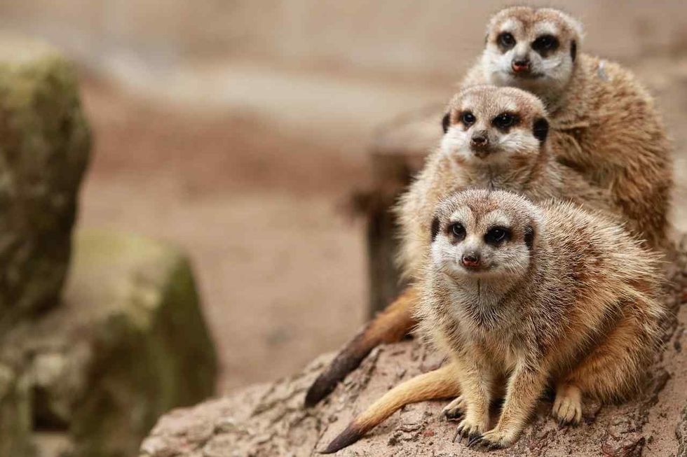 names for you that are meerkat