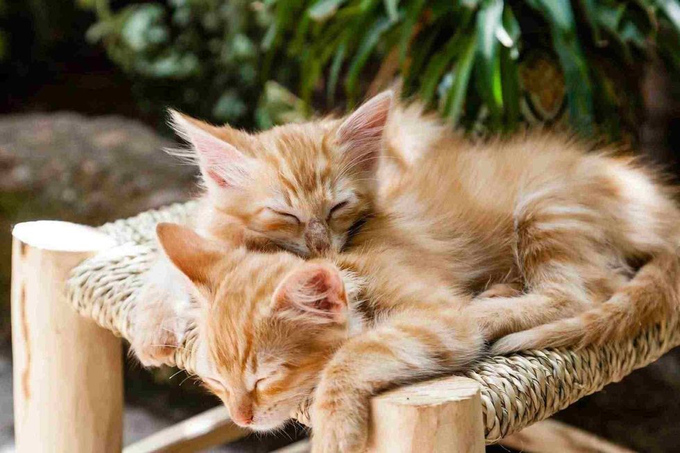 100 Hilariously Cute Cat Pun Names Kidadl 100-hilariously-cute-cat-pun-names-kidadl