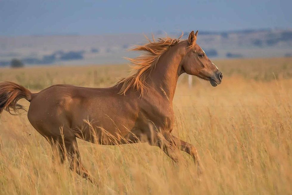 names for your funnny horse