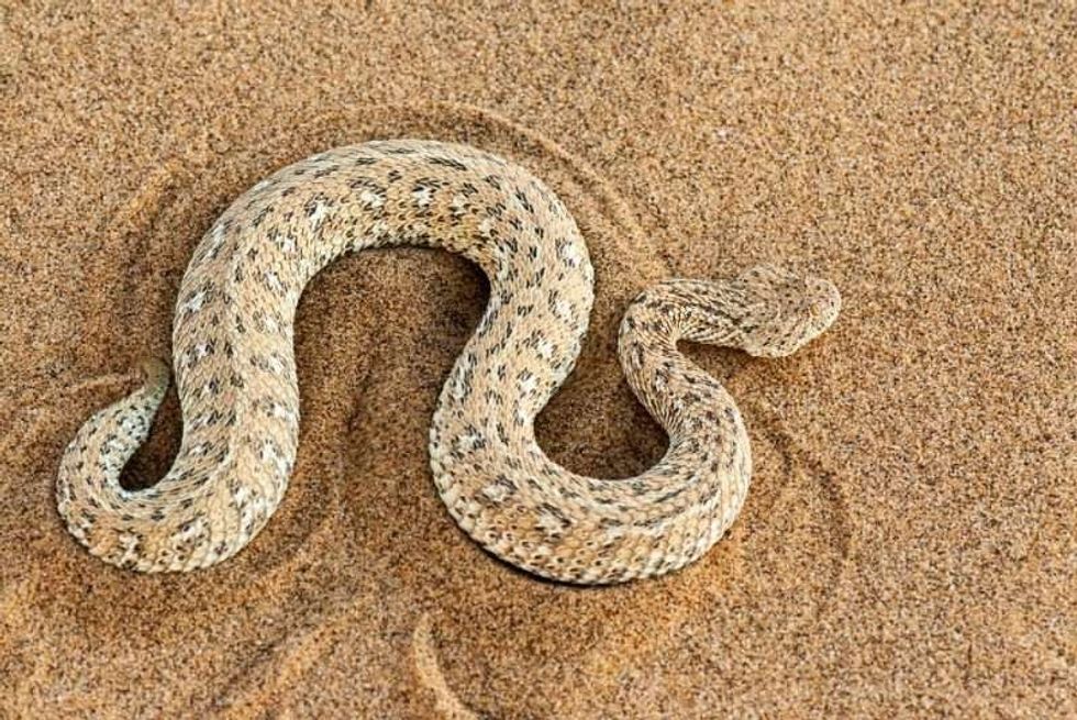 Namib dwarf sand adder or Namib desert sidewinding adder snake on sand.