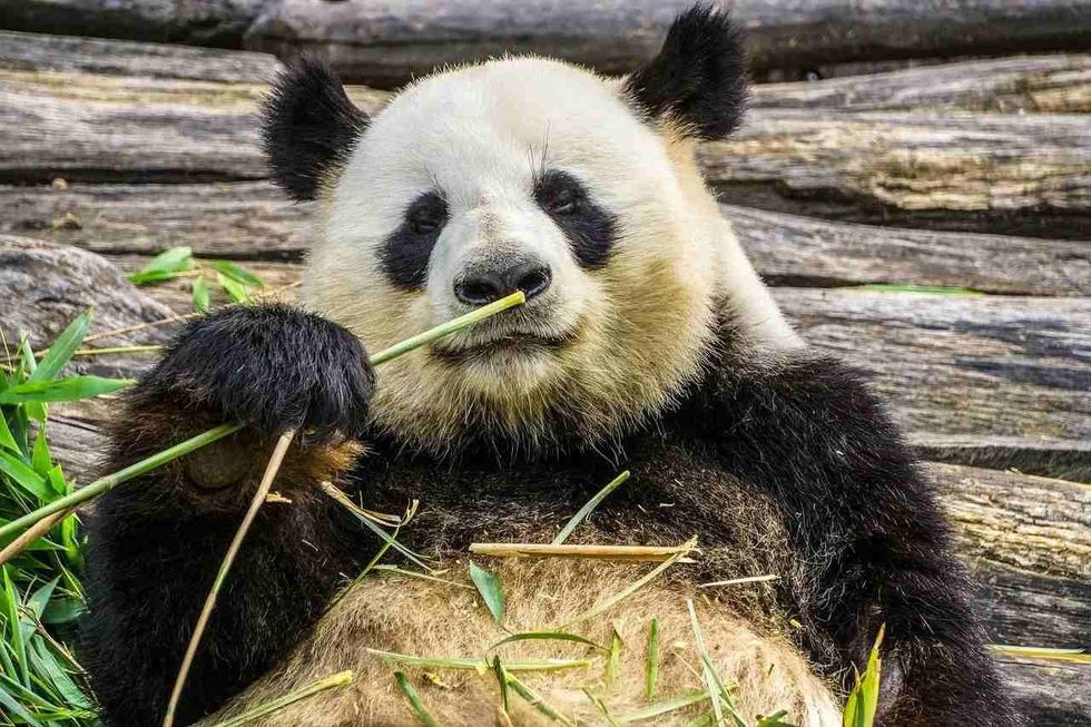 50 Perfectly Punny Panda Names | Kidadl