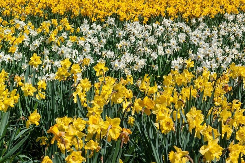 Narcissus Flower Meaning And Symbol Facts Explained! Kidadl