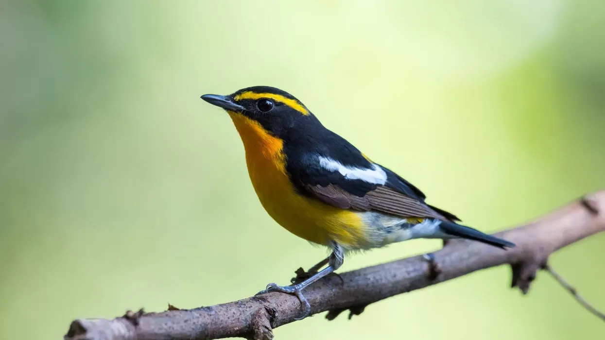 Narcissus flycatcher facts for kids are amusing!