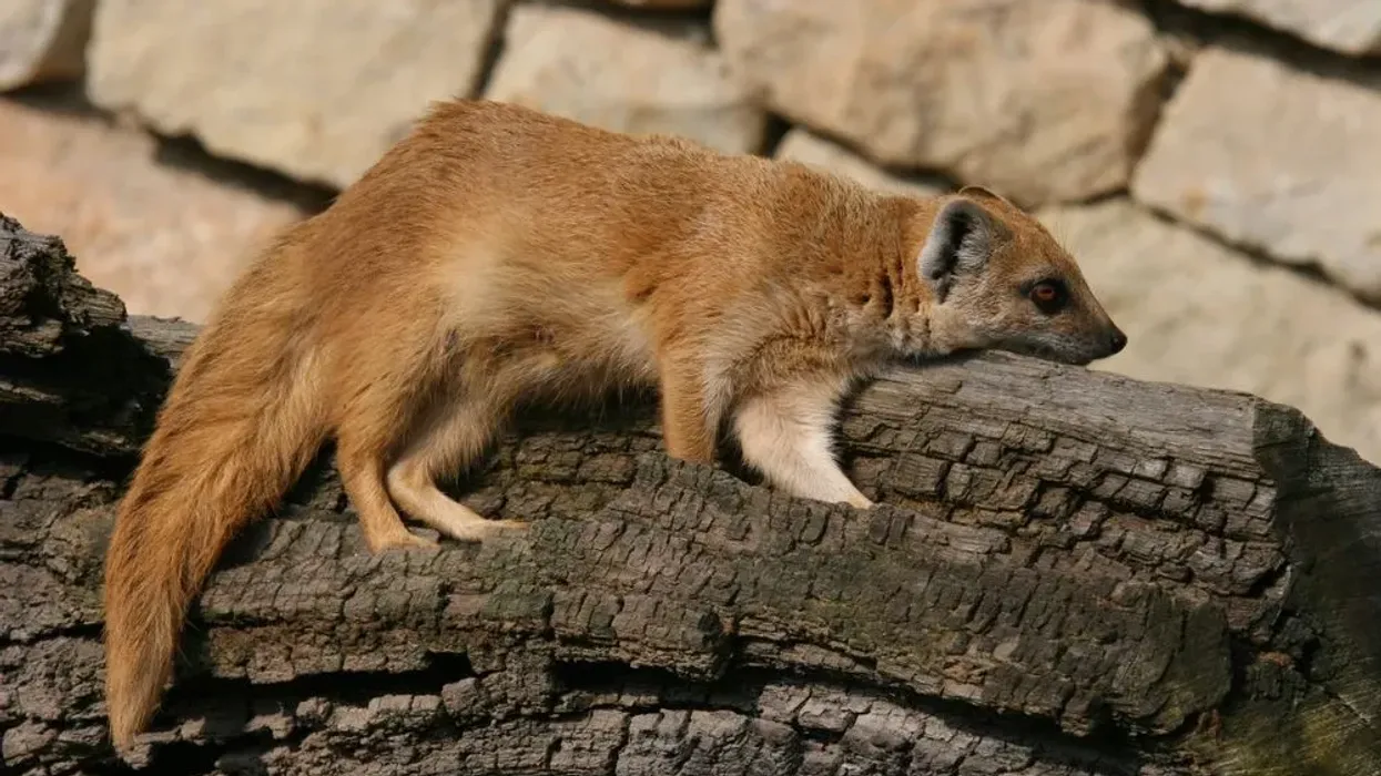 Narrow-striped mongoose facts tell us that they have a tawny or grayish body.